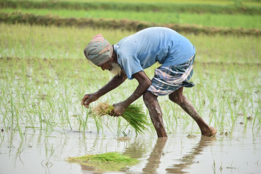 Farmer planting rice seedlings